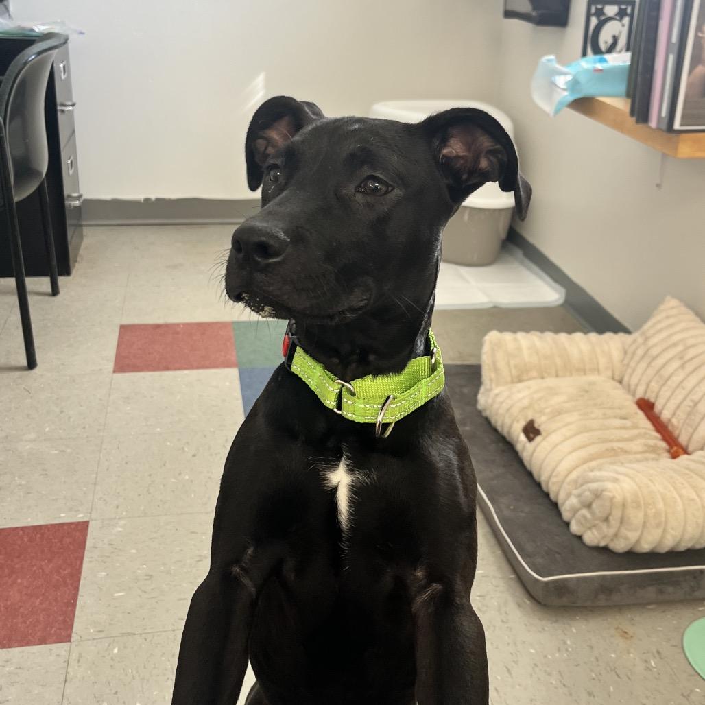 Enlarge Juliet, a Adoptable mixed breed in Marysville, OH image 4/5