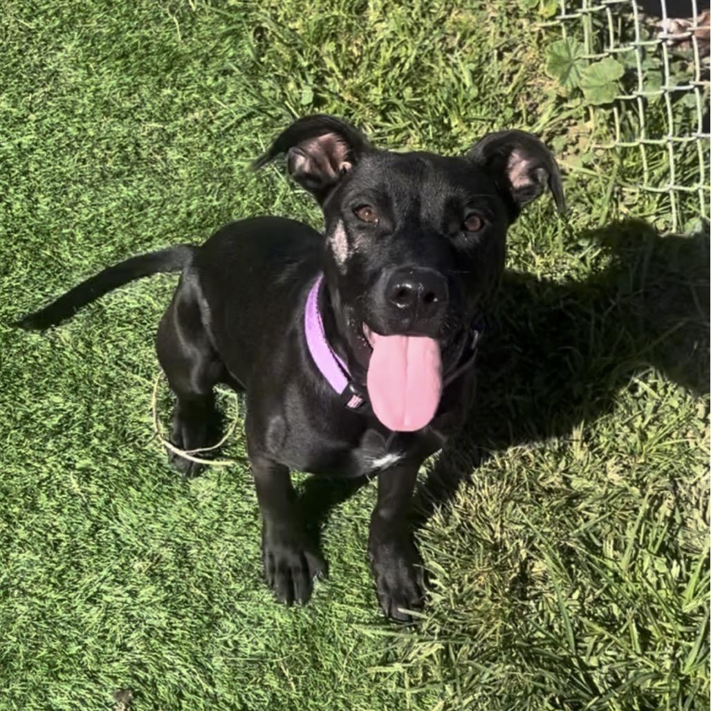 Enlarge Juliet, a Adoptable mixed breed in Marysville, OH image 5/5