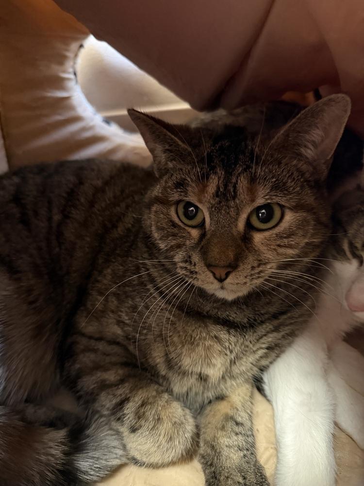 Sprite, Adoptable, Kitten Female Domestic Short Hair.