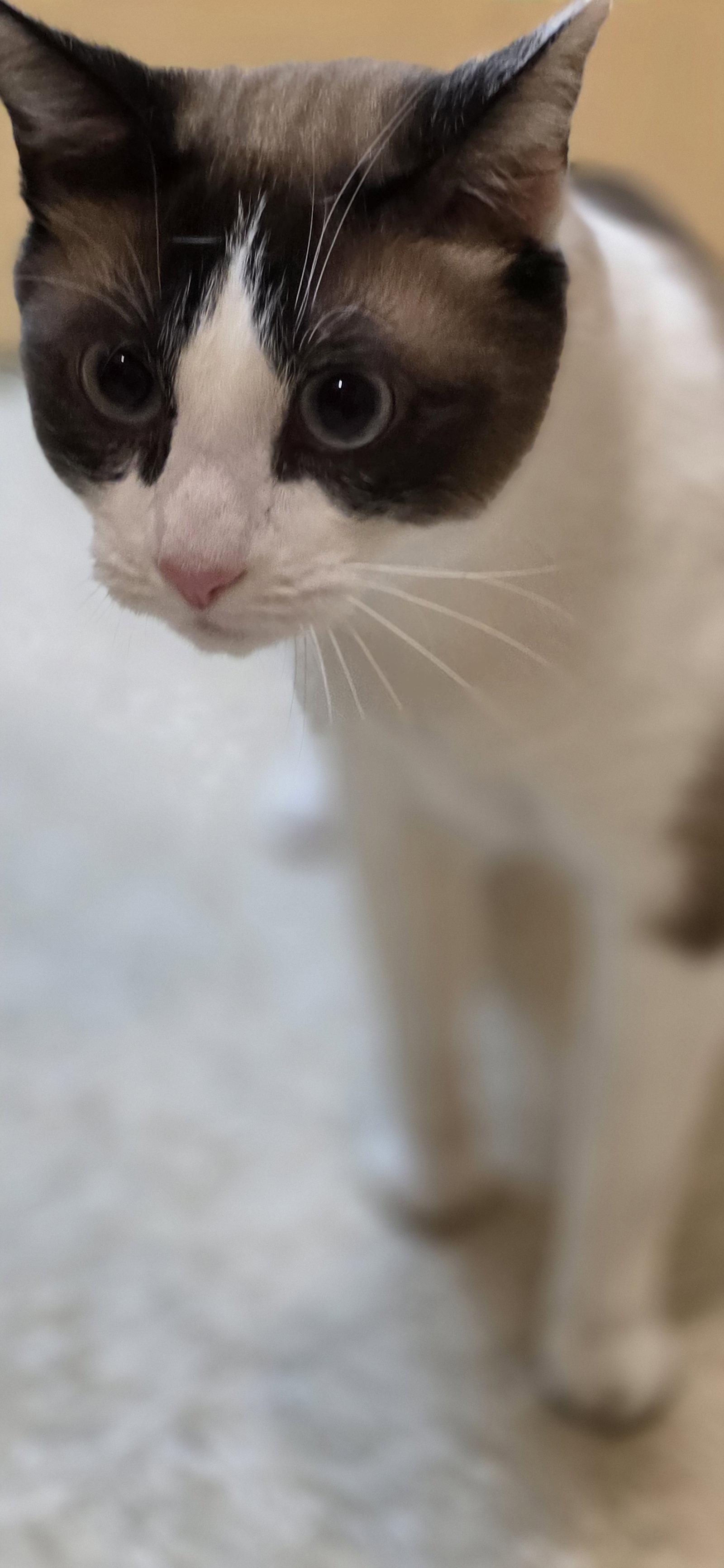 Bluzey, a Adoptable Siamese in Rowlett, TX image 1/3