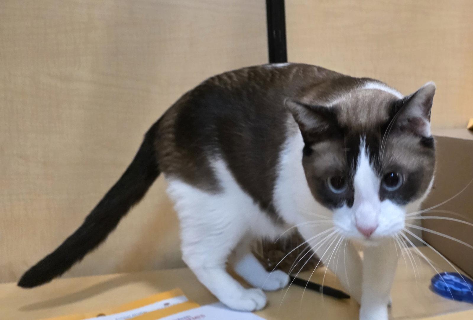 Bluzey, a Adoptable Siamese in Rowlett, TX image 2/3