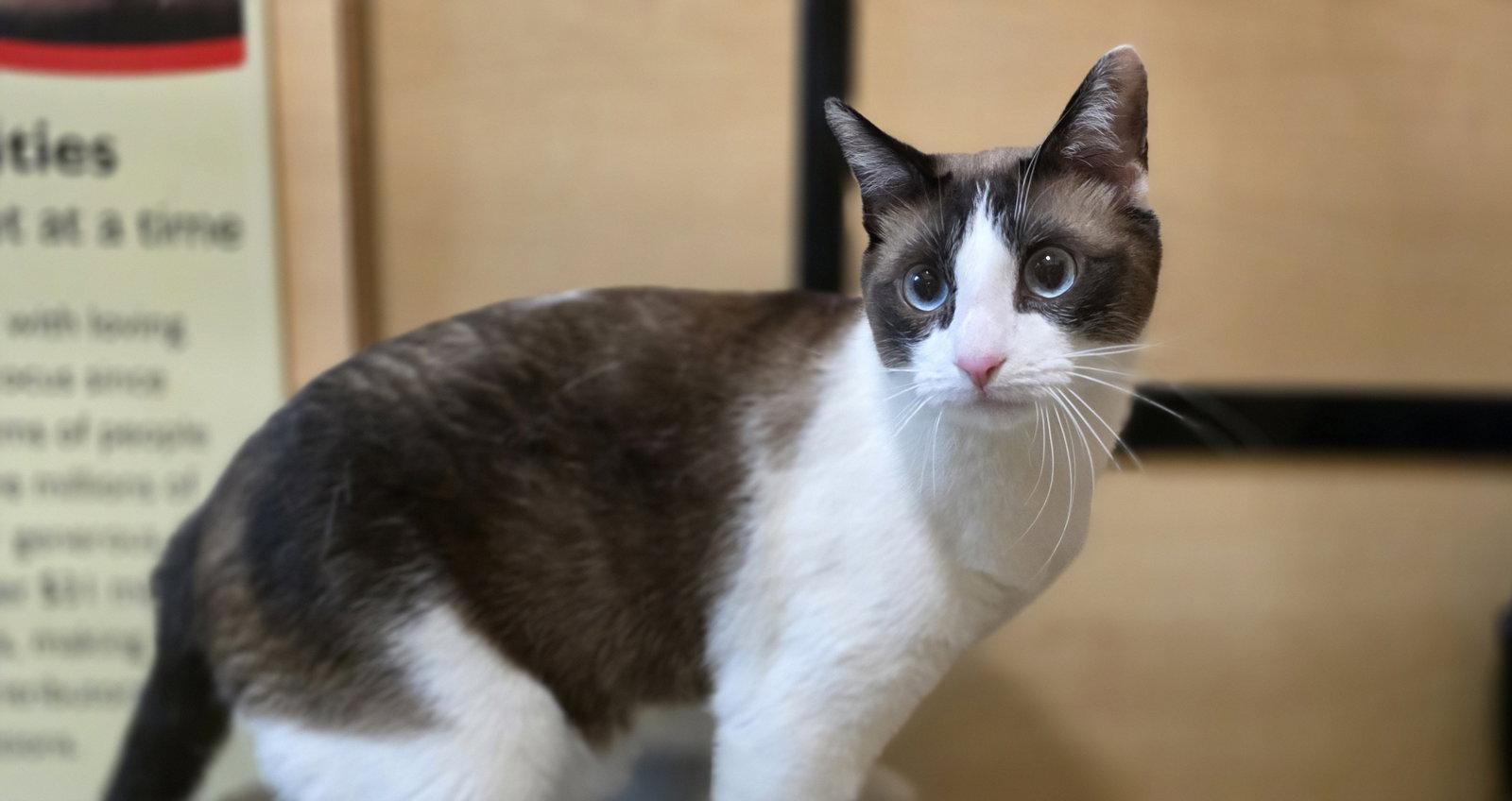 Bluzey, a Adoptable Siamese in Rowlett, TX image 3/3