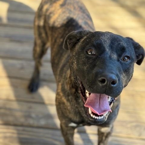 Happy, a Adoptable mixed breed in Unionville, CT image 3/6