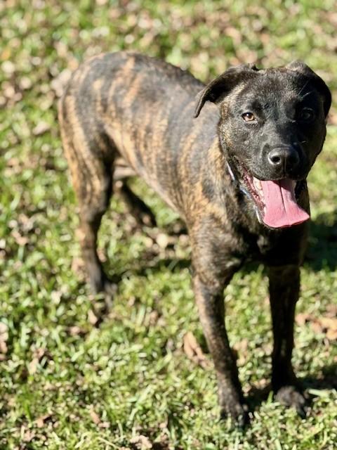 Happy, a Adoptable mixed breed in Unionville, CT image 4/6