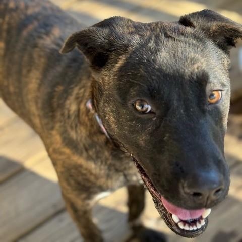 Happy, a Adoptable mixed breed in Unionville, CT image 5/6