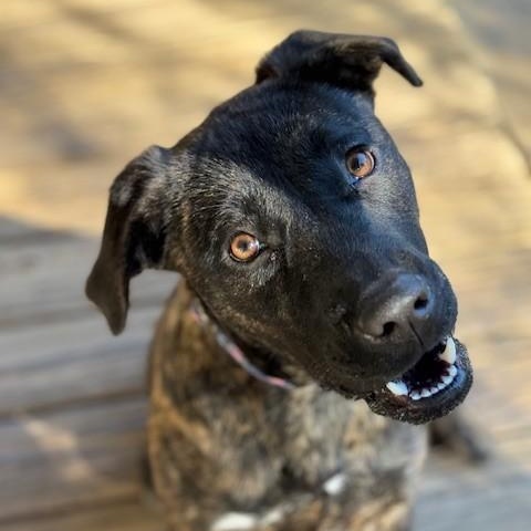 Happy, a Adoptable mixed breed in Unionville, CT image 2/6