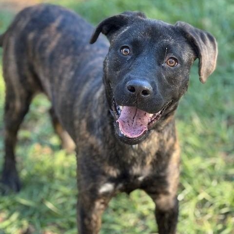Happy, a Adoptable mixed breed in Unionville, CT image 1/6