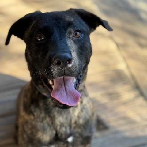 Happy, a Adoptable mixed breed in Unionville, CT image 6/6