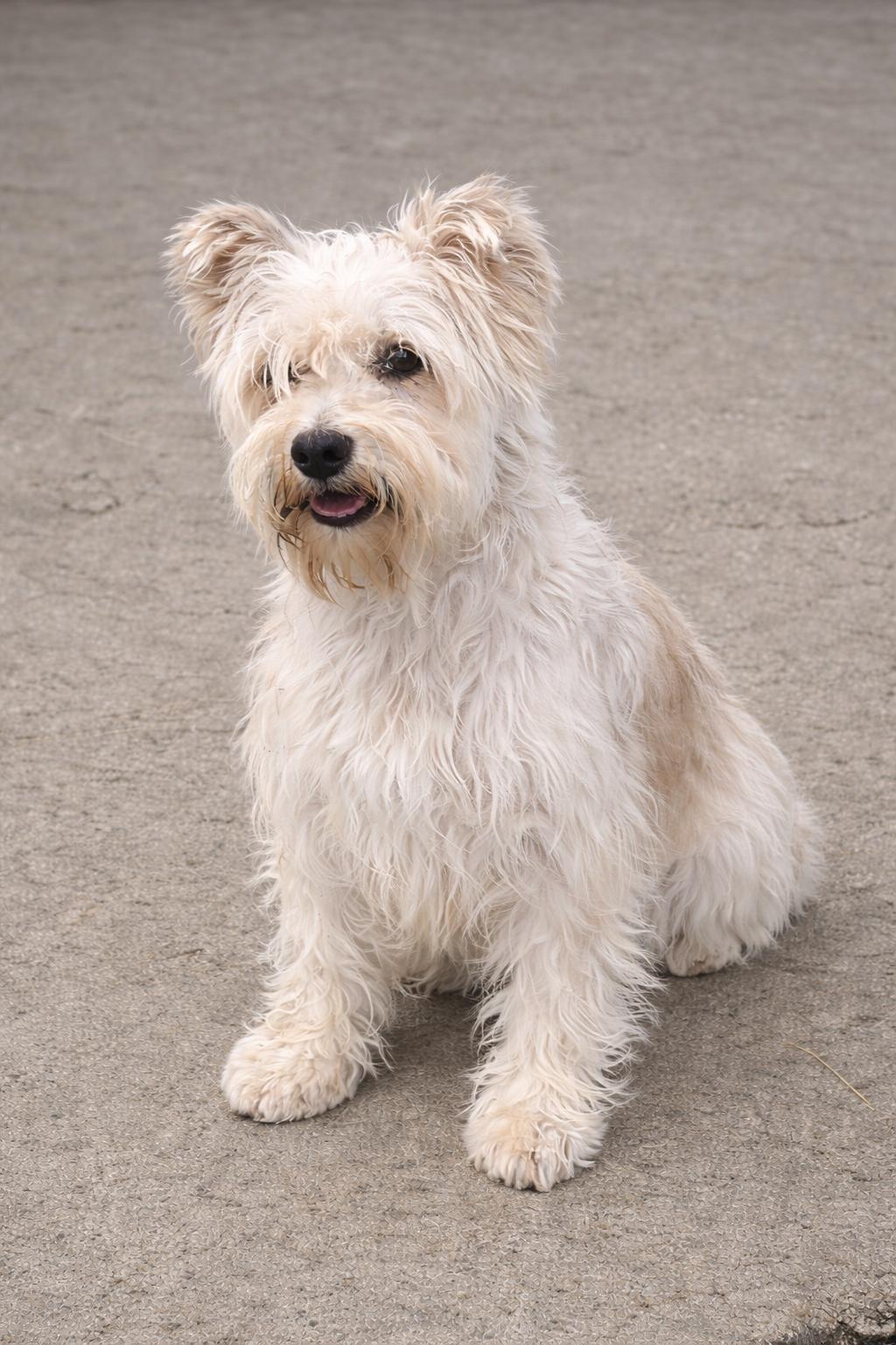 Enlarge Cece , a ADOPTABLE Miniature Schnauzer in Chesterfield, MO image 2/2