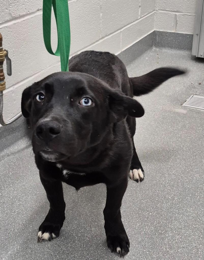 Enlarge Rum Runner, a Adoptable mixed breed in East Ridge, TN image 1/1