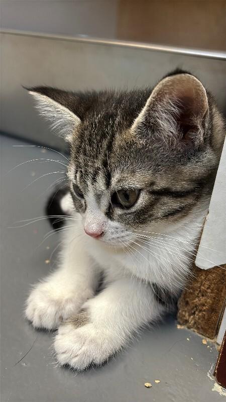 Enlarge Rose, a Adoptable mixed breed in Haines, AK image 2/6