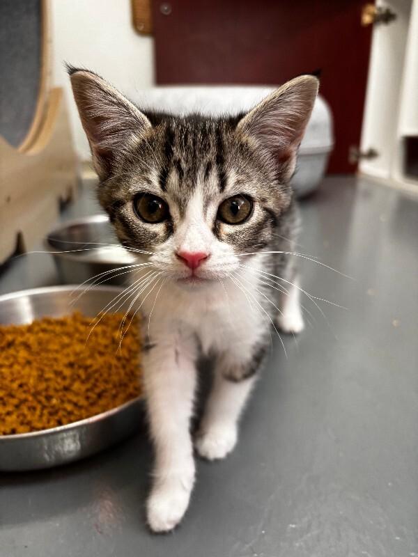 Enlarge Rose, a Adoptable mixed breed in Haines, AK image 3/6