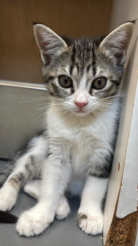 Enlarge Rose, a Adoptable mixed breed in Haines, AK image 4/6