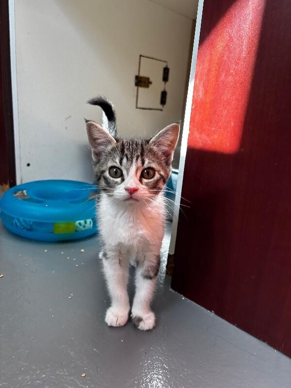 Enlarge Rose, a Adoptable mixed breed in Haines, AK image 5/6