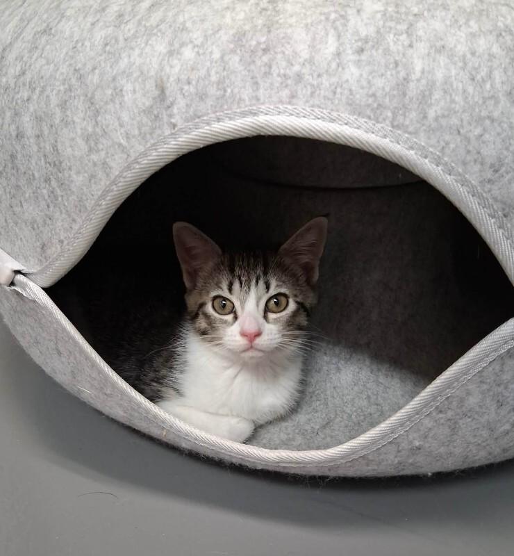 Rose, Adoptable, Young Female Domestic Short Hair.