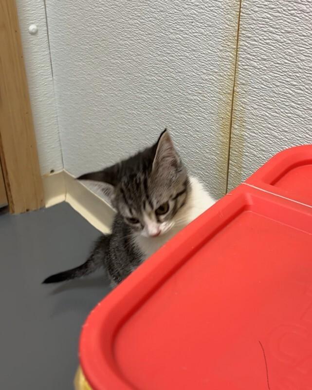 Enlarge Rose, a Adoptable Domestic Short Hair in Haines, AK image 2/2