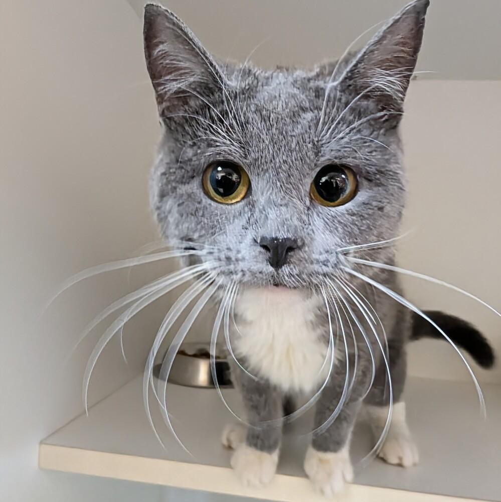 Wanda, Adoptable, Young Female Domestic Short Hair.