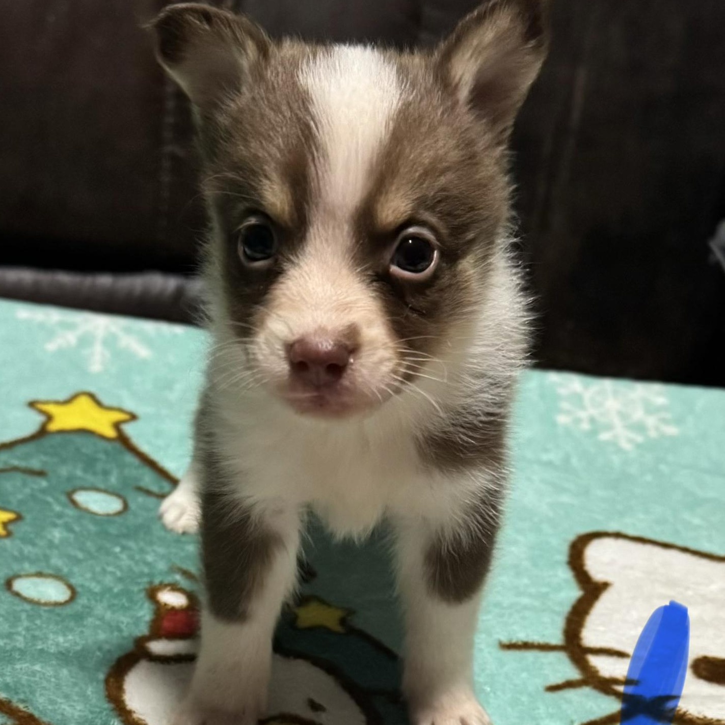 Enlarge Igor, a ADOPTABLE Pomsky in Oak Bluffs, MA image 1/1