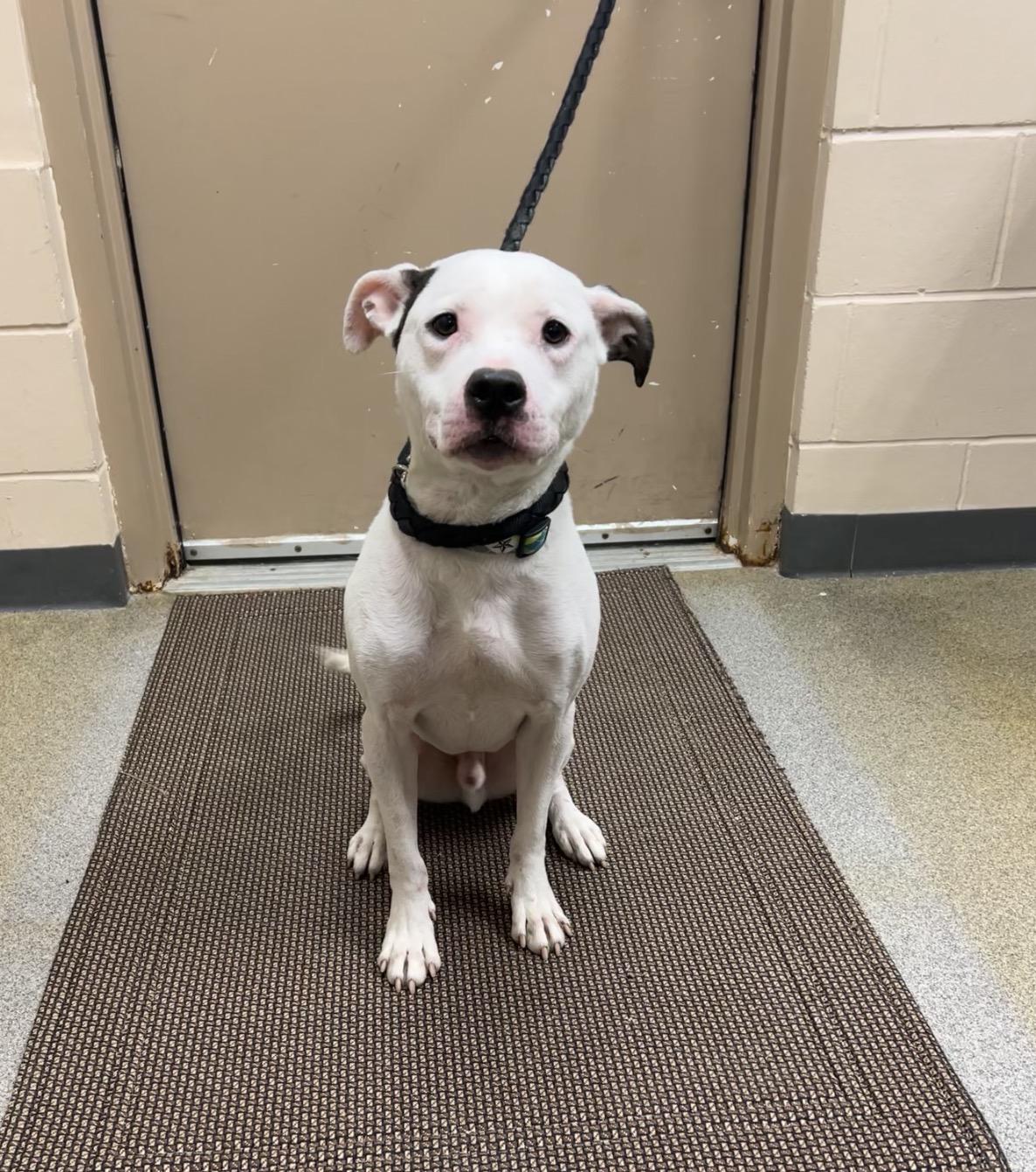 Enlarge Scrappy Doo, a ADOPTABLE mixed breed in Montville, NJ image 1/3