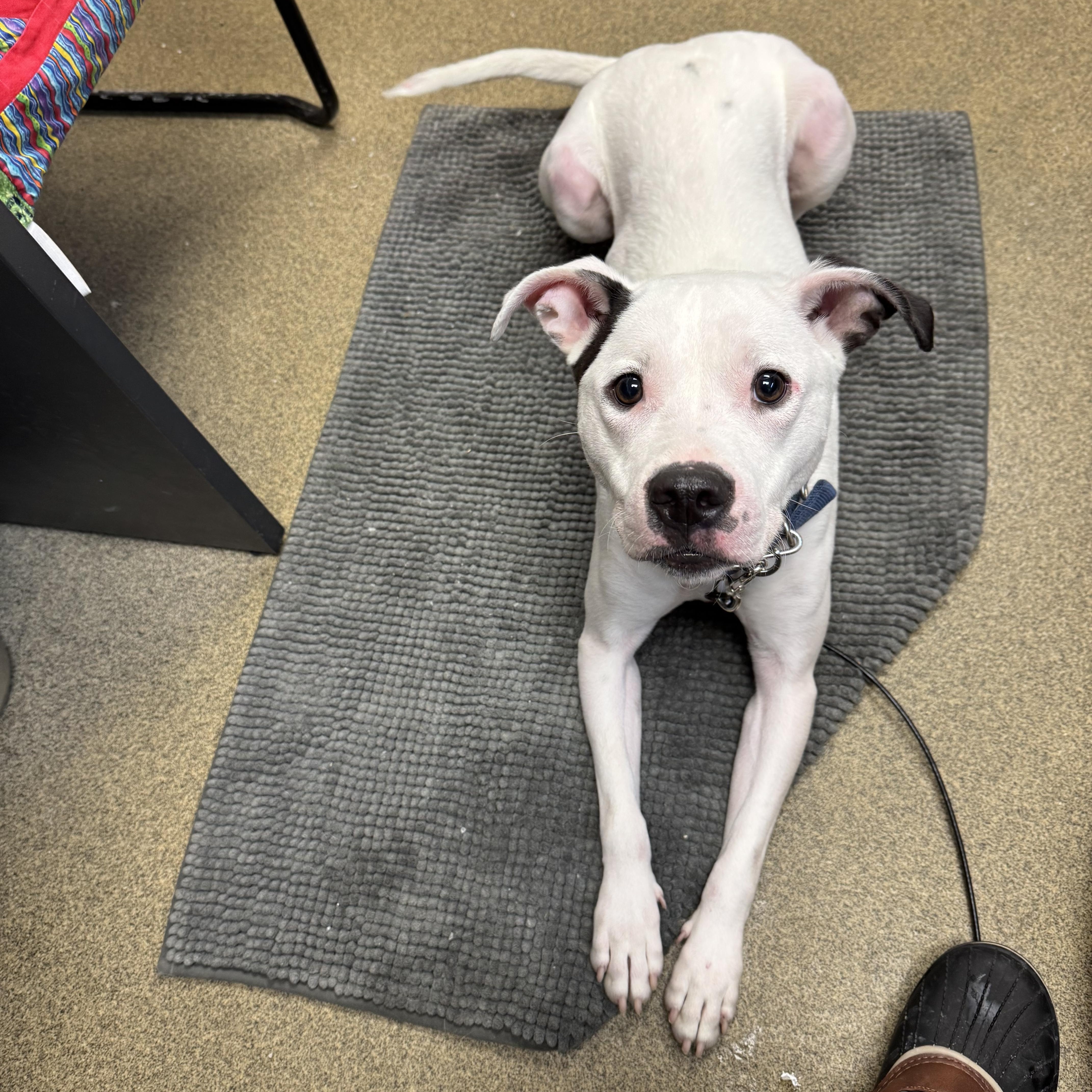 Scrappy Doo, an adopted mixed breed in Montville, NJ image 1/5