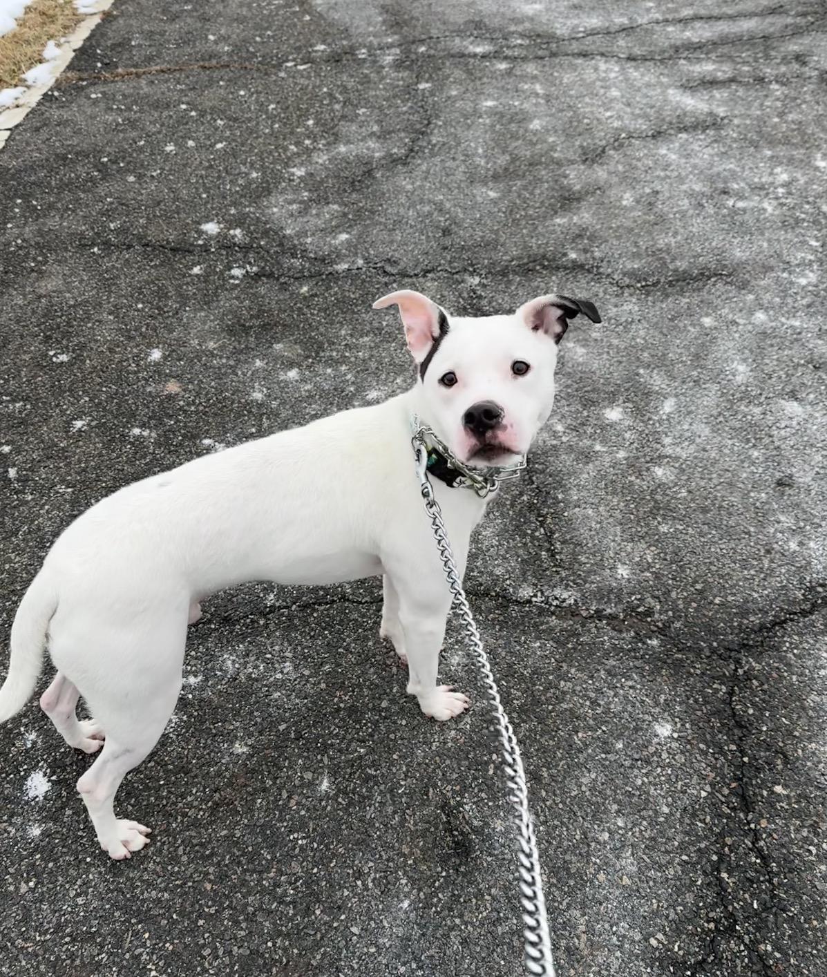 Scrappy Doo thumbnail 3