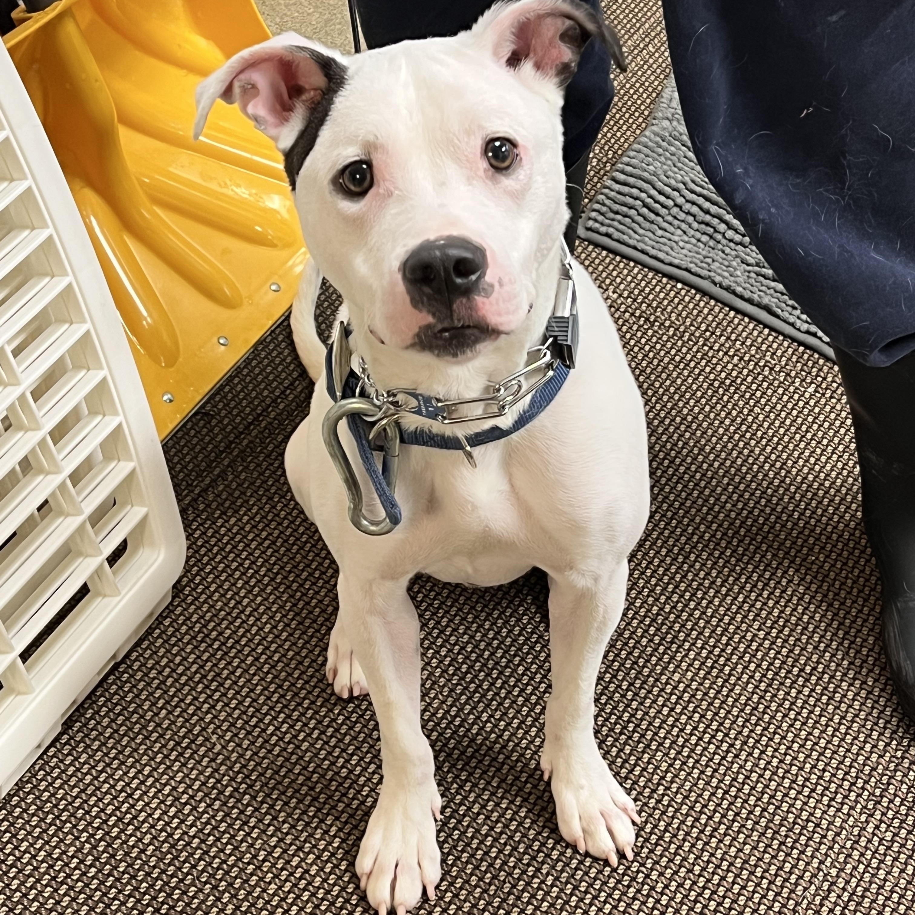 Scrappy Doo, an adopted mixed breed in Montville, NJ image 2/5