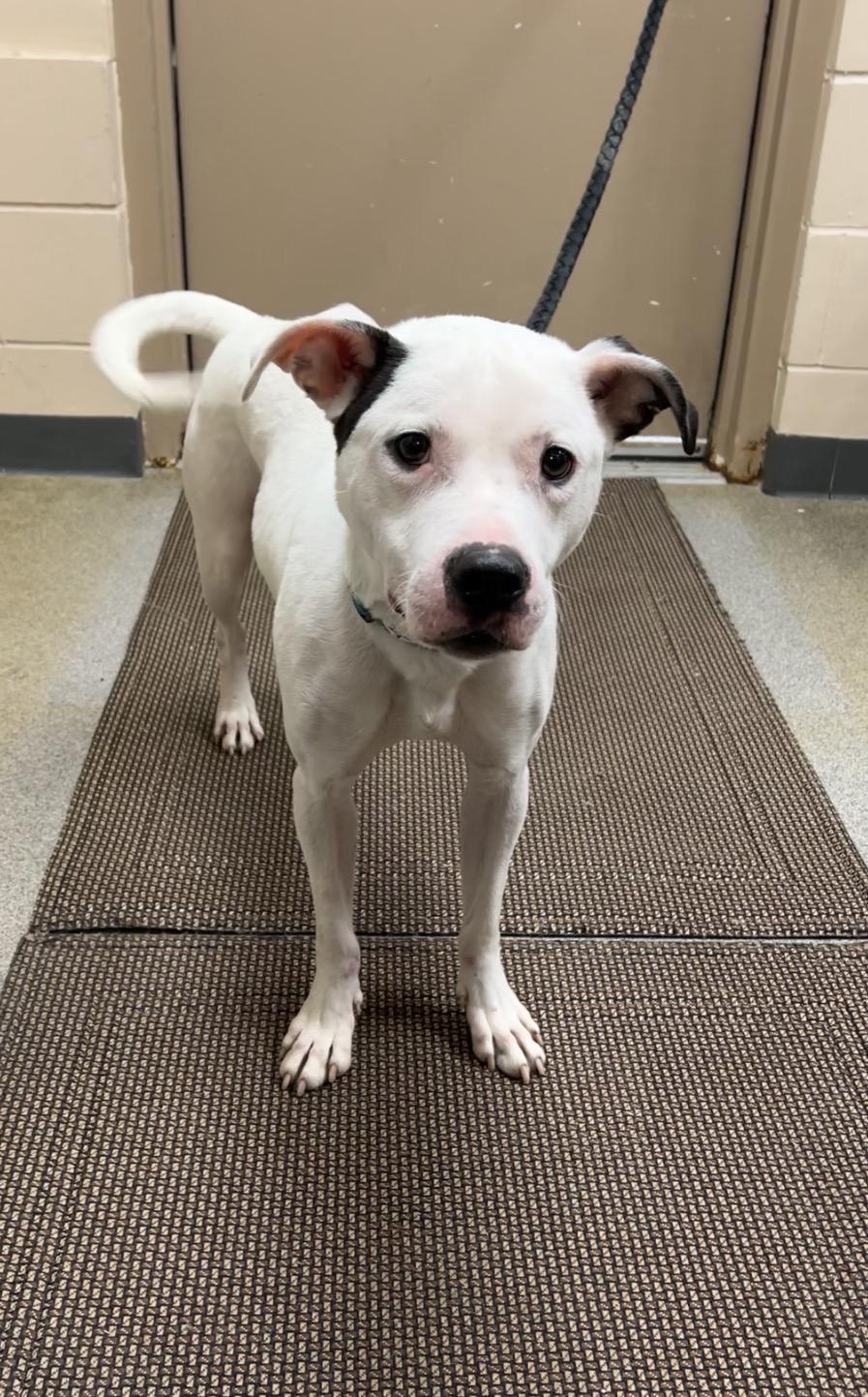 Enlarge Scrappy Doo, a ADOPTABLE mixed breed in Montville, NJ image 2/3