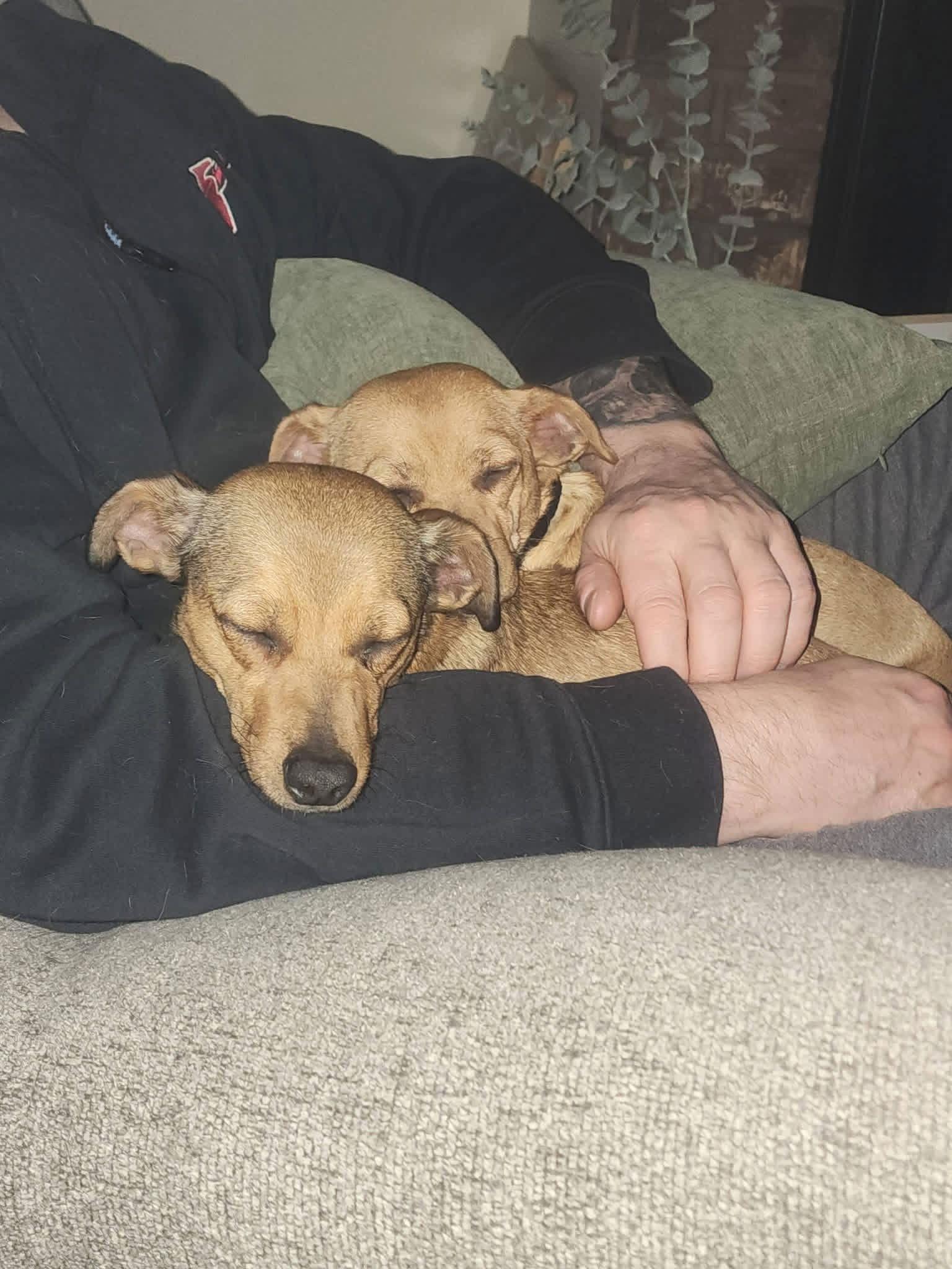 Ringo, Adopted, Adult Female Chihuahua.