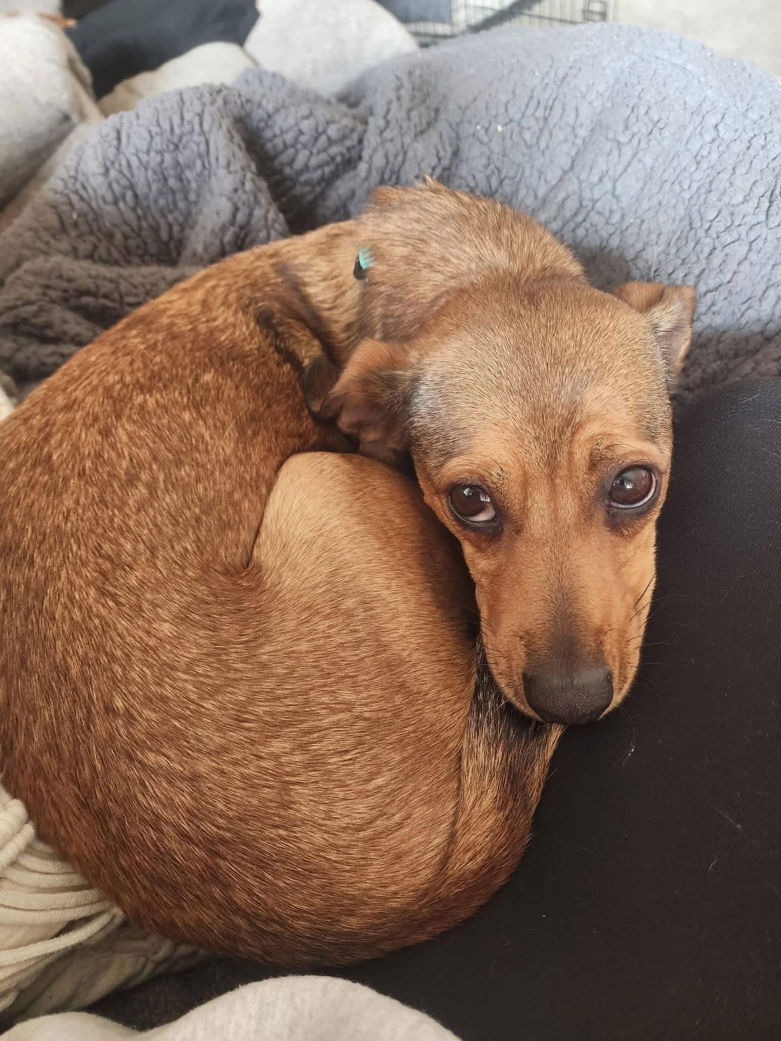 Enlarge Ringo, a Adopted Chihuahua in New London, WI image 2/3