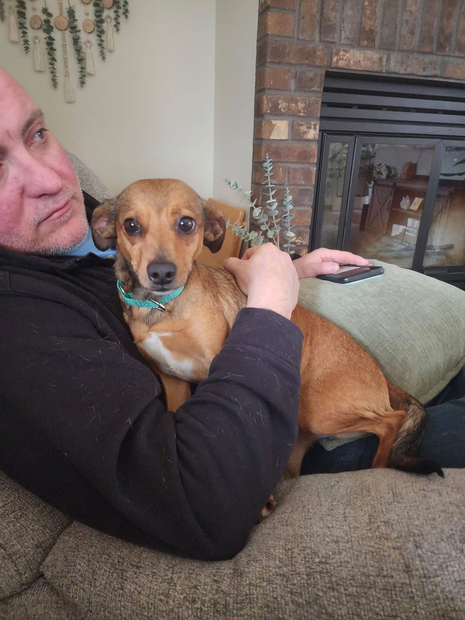 Enlarge Ringo, a Adopted Chihuahua in New London, WI image 3/3