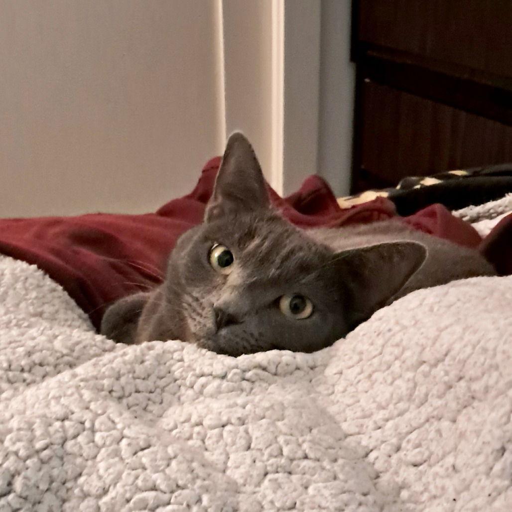 Candy Apple (New Digs)