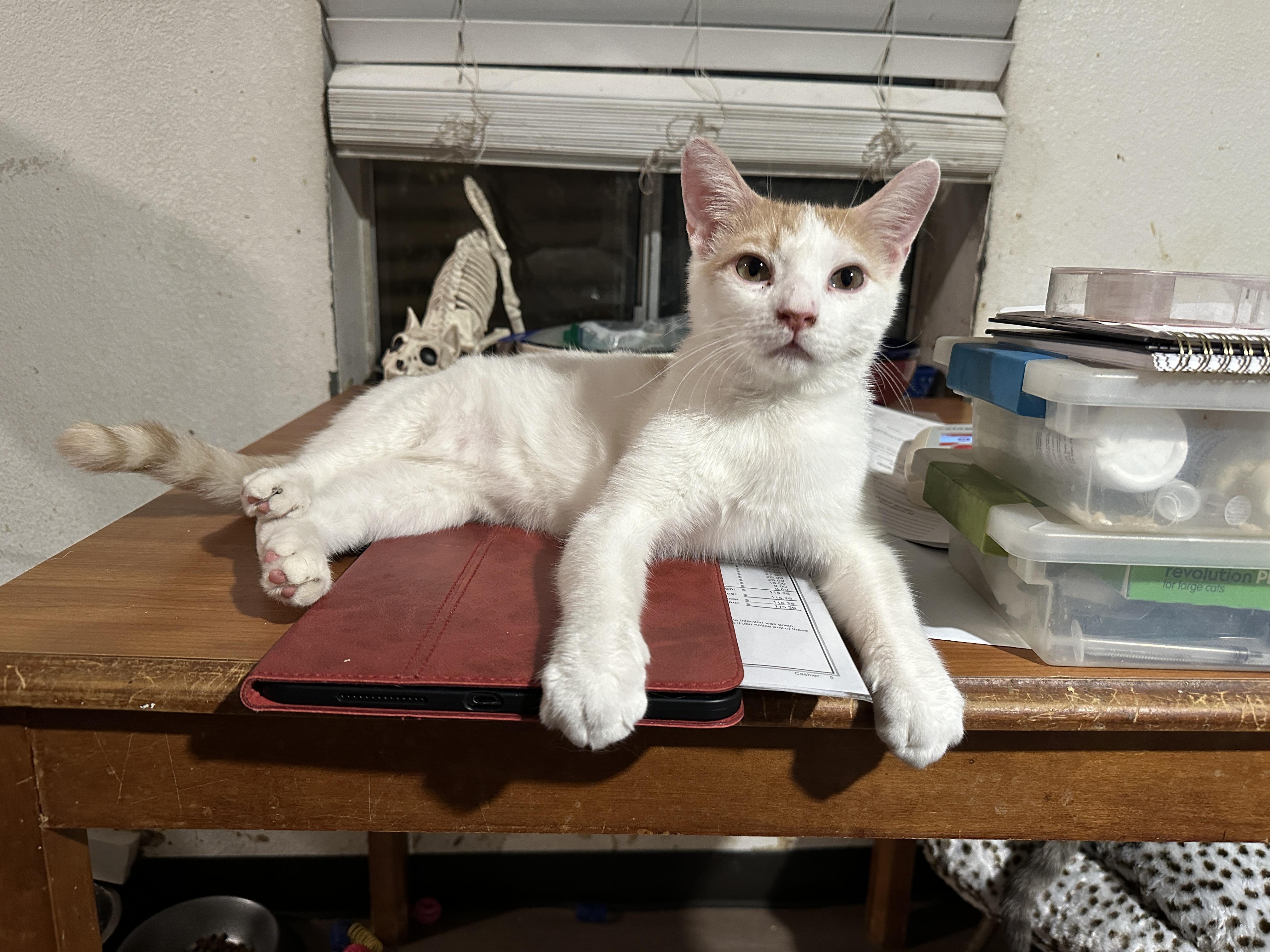 Enlarge Kidi, best kitten EVER!, an adopted mixed breed in Mission Viejo, CA image 2/5