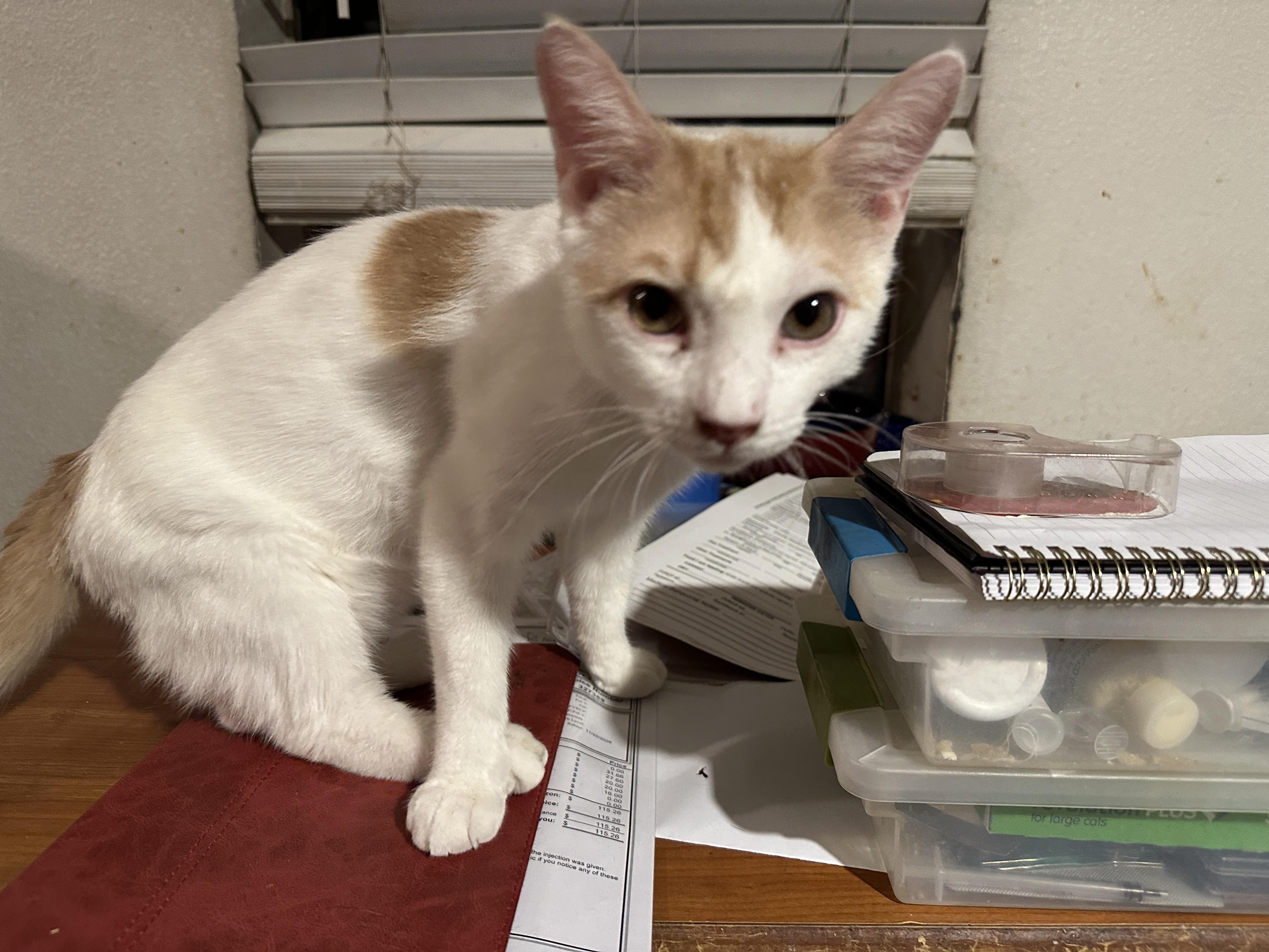 Enlarge Kidi, best kitten EVER!, an adopted mixed breed in Mission Viejo, CA image 3/5