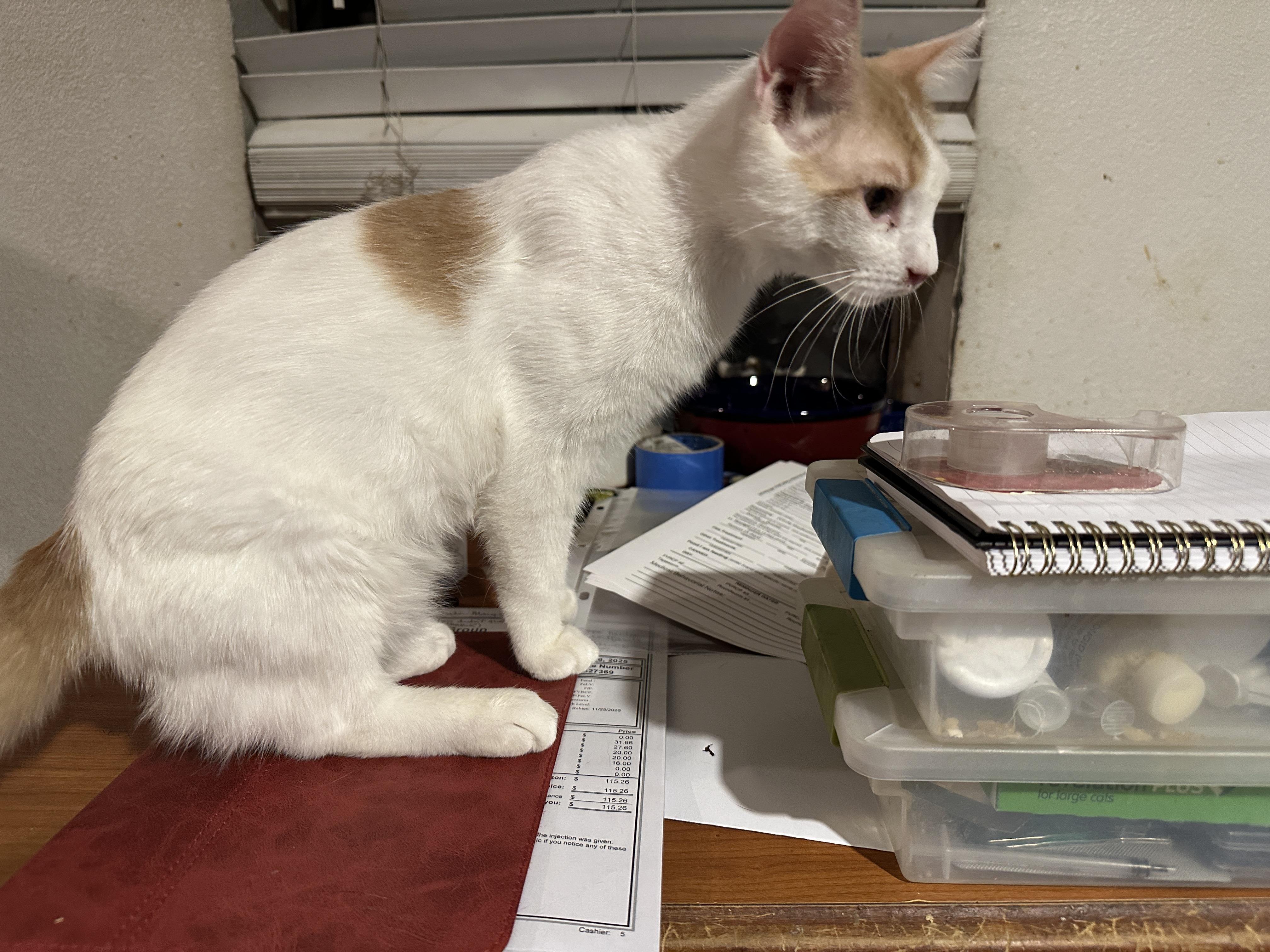 Enlarge Kidi, best kitten EVER!, an adopted mixed breed in Mission Viejo, CA image 4/5