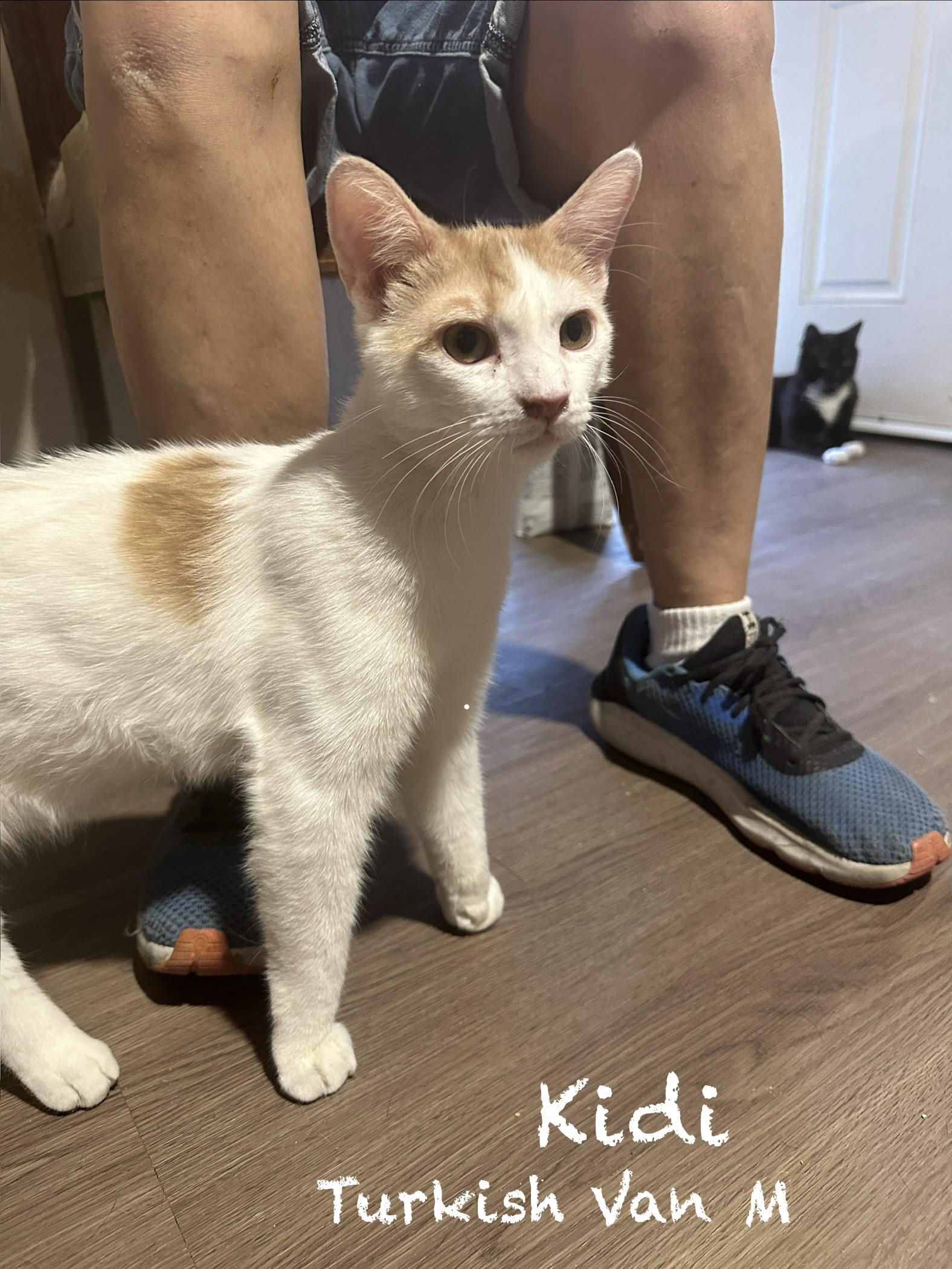 Kidi, best kitten EVER!, adopted, Kitten Male Turkish Van & Domestic Short Hair.
