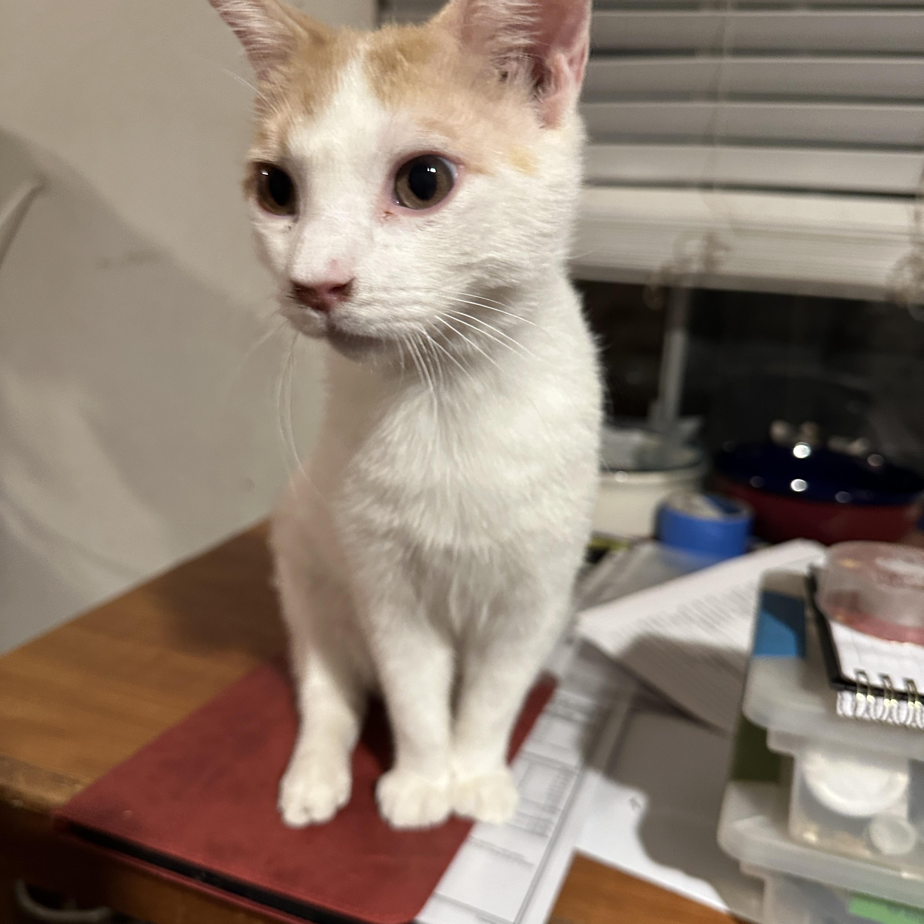 Enlarge Kidi, best kitten EVER!, an adopted mixed breed in Mission Viejo, CA image 5/5