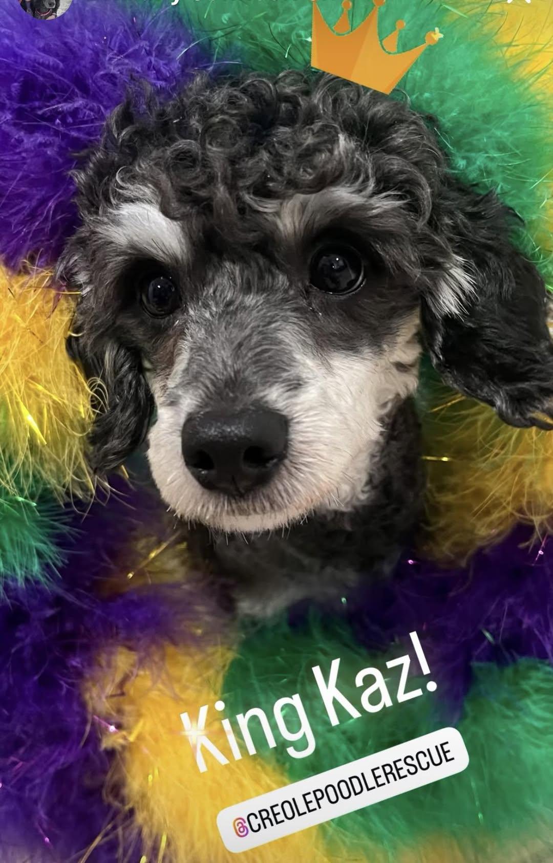 Kaz, ADOPTABLE, Young Male Poodle.