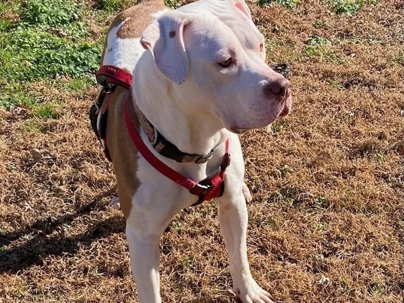 Hazel, a Adoptable mixed breed in Virginia Beach, VA image 2/6