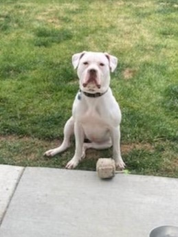 Hazel, a Adoptable mixed breed in Virginia Beach, VA image 3/6