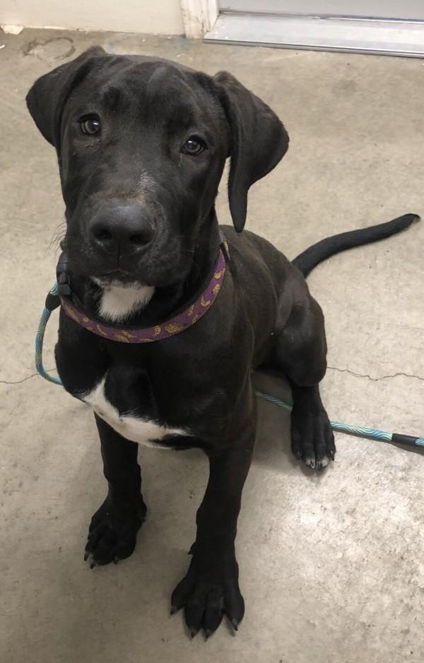Rocky, Adoptable, Young Male Cane Corso & Labrador Retriever.