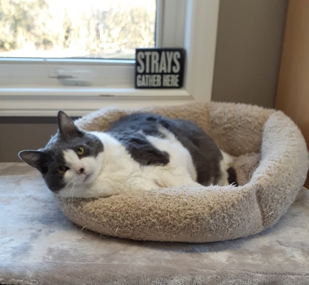 Chippy, Adoptable, Adult Female Domestic Short Hair.