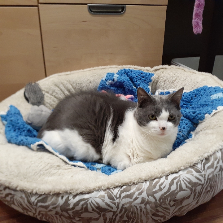 Chippy, a Adoptable Domestic Short Hair in East Garafraxa, ON image 2/2