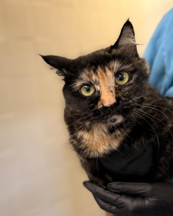 Eeyore, Adoptable, Adult Female Domestic Short Hair.