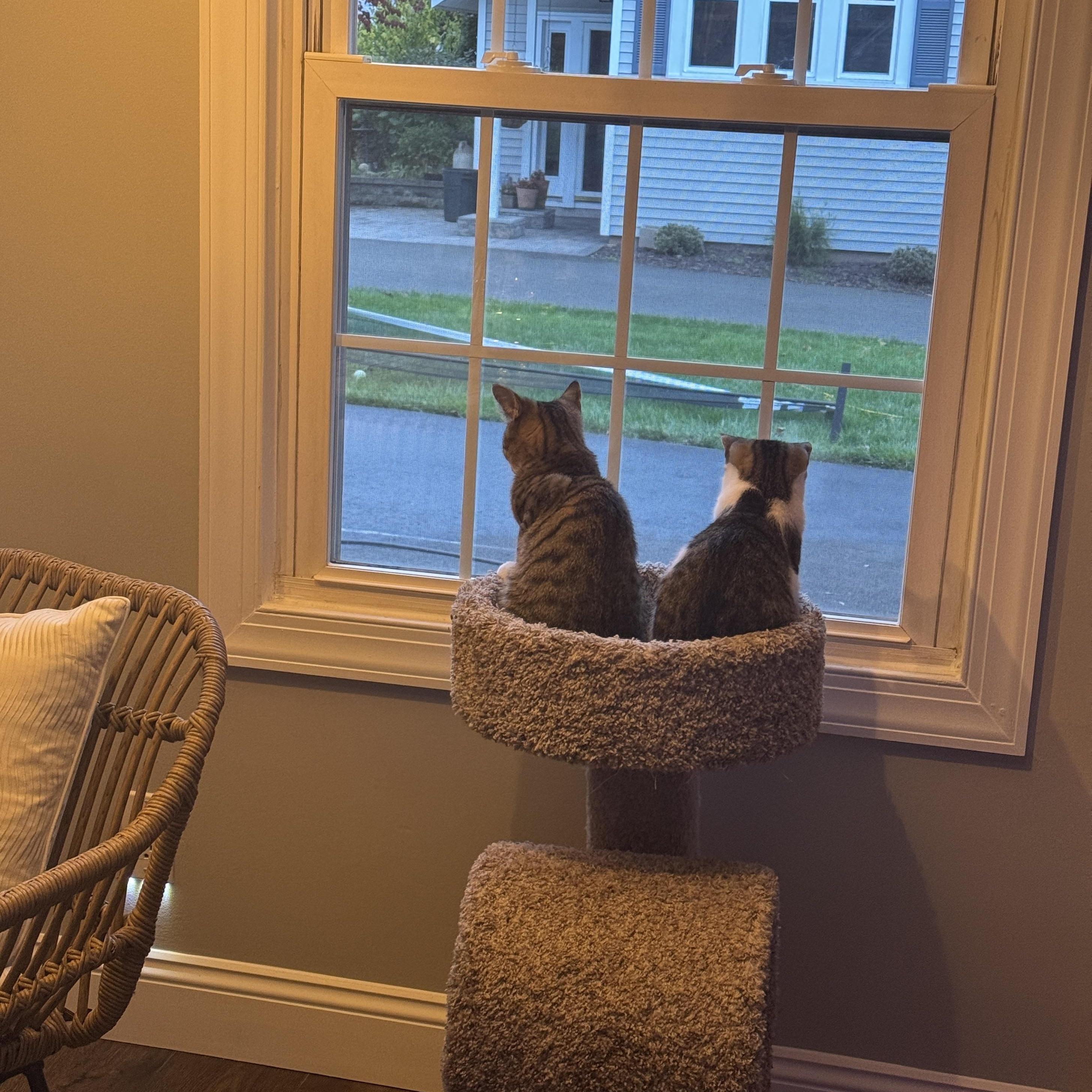 Enlarge Strawberry & Raspberry, a Adoptable Domestic Short Hair in Manchester, CT image 1/6