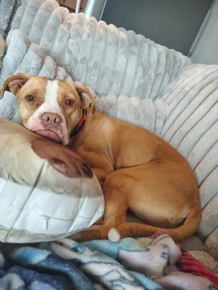 Enlarge Luna, a Adoptable mixed breed in Aberdeen, SD image 1/3
