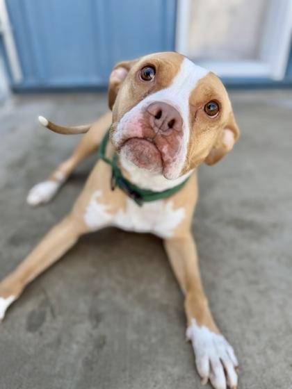 Enlarge Luna, a Adoptable mixed breed in Aberdeen, SD image 2/3
