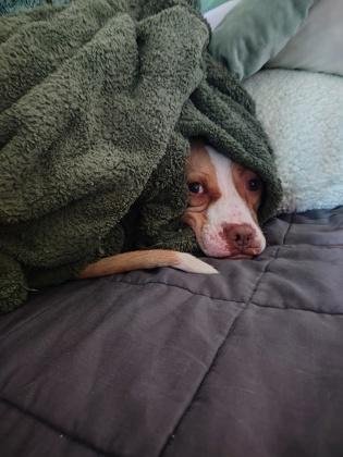 Enlarge Luna, a Adoptable mixed breed in Aberdeen, SD image 3/3