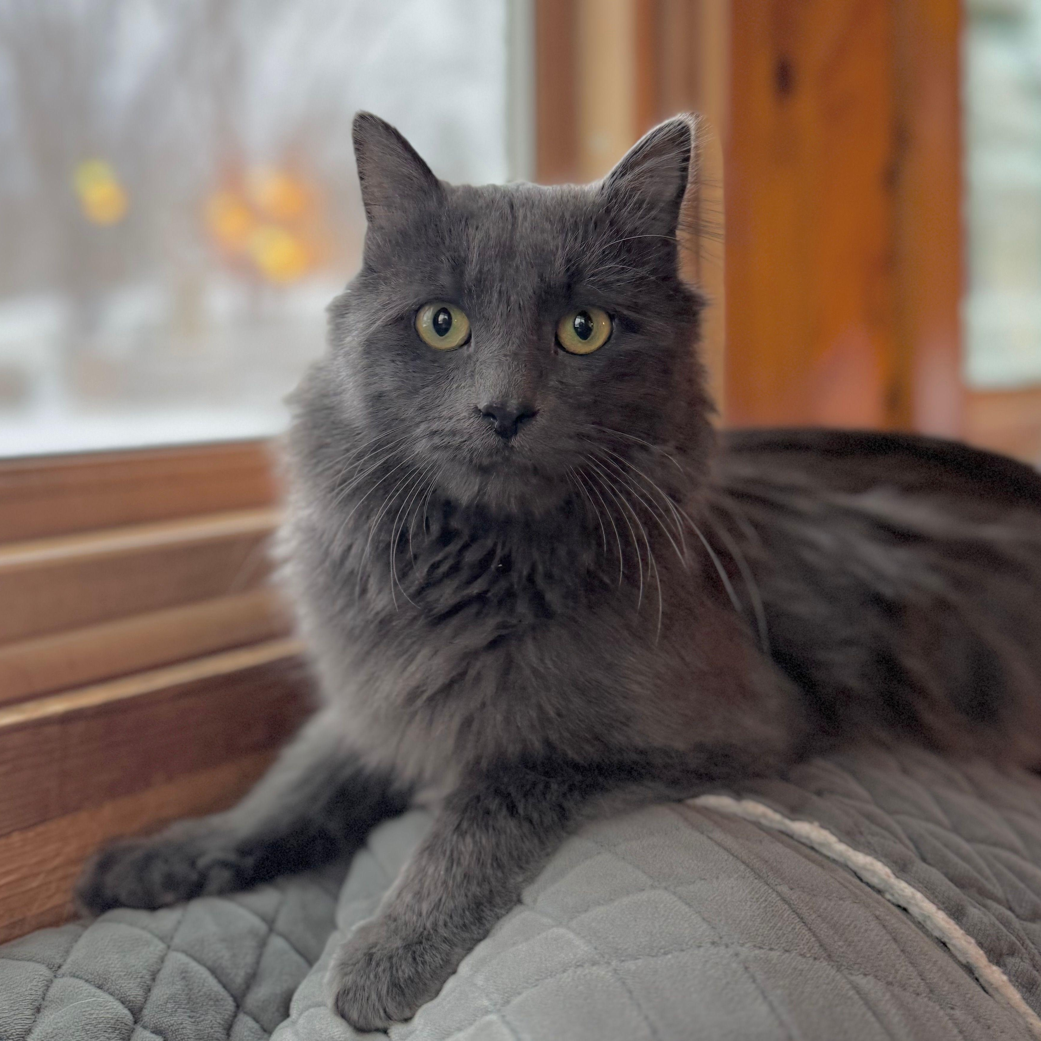 Enlarge Figgy, an adoptable Domestic Long Hair in Minneapolis, MN image 1/5