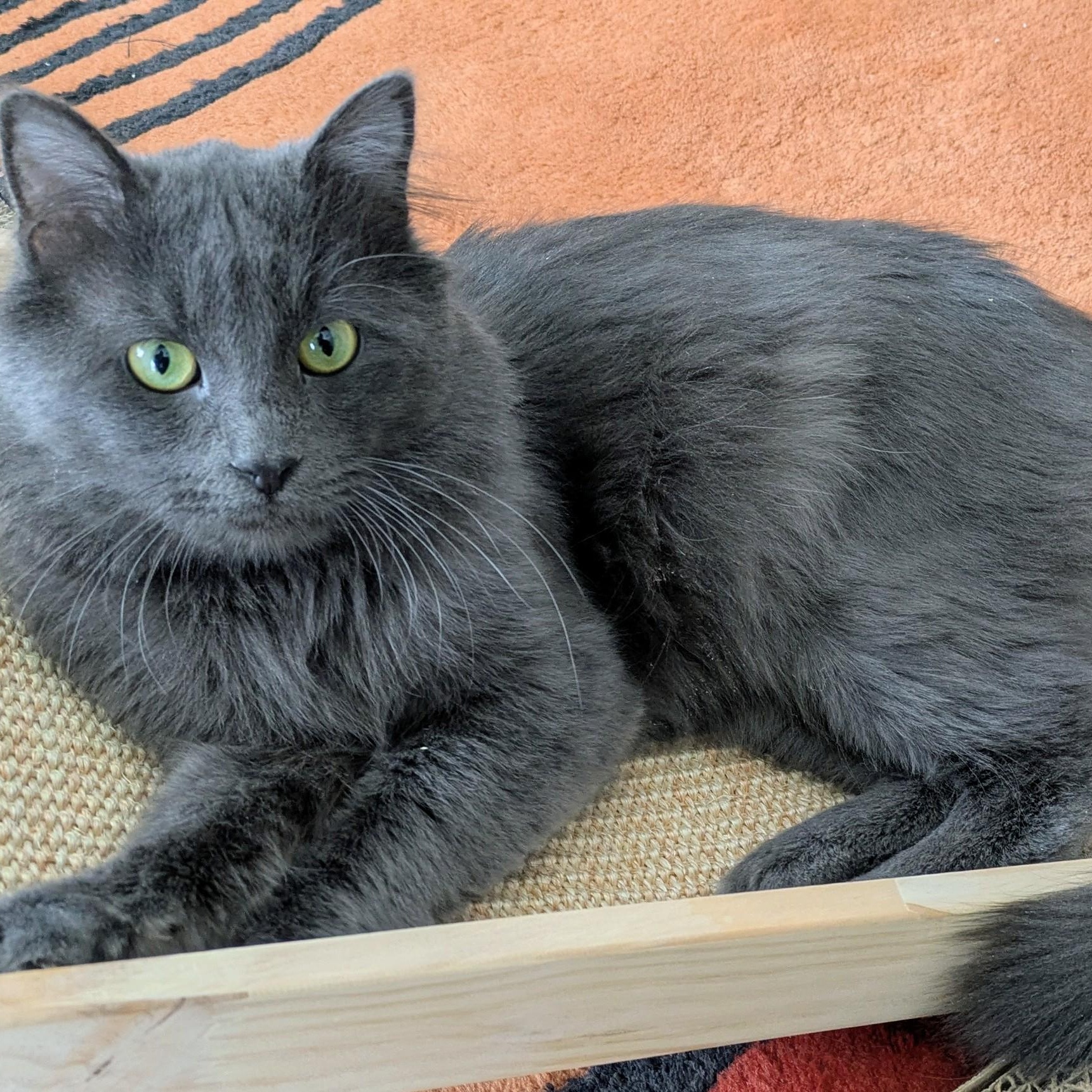 Enlarge Figgy, an adoptable Domestic Long Hair in Minneapolis, MN image 2/5