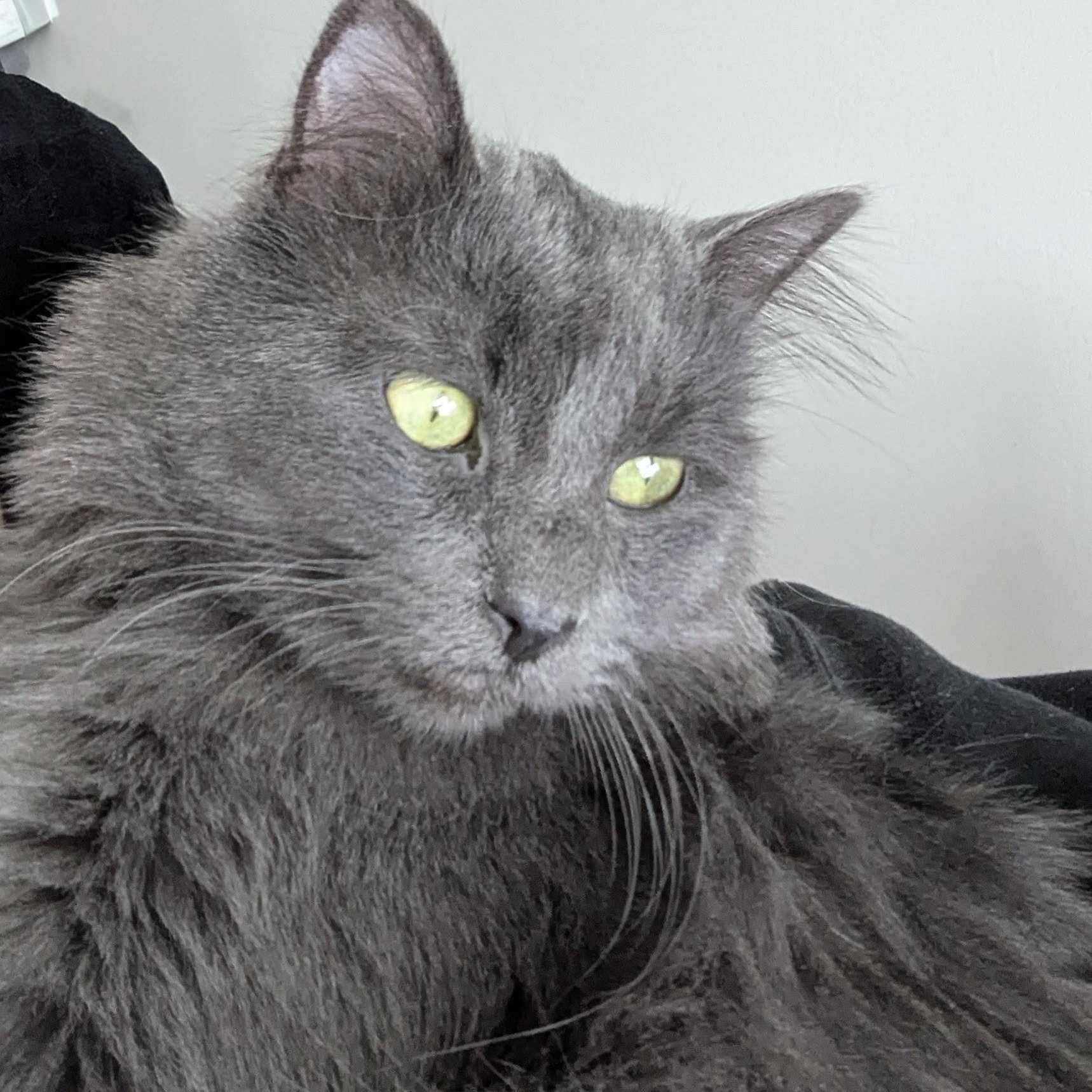 Enlarge Figgy, an adoptable Domestic Long Hair in Minneapolis, MN image 3/5